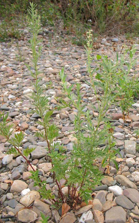 Image of Artemisia vulgaris specimen.