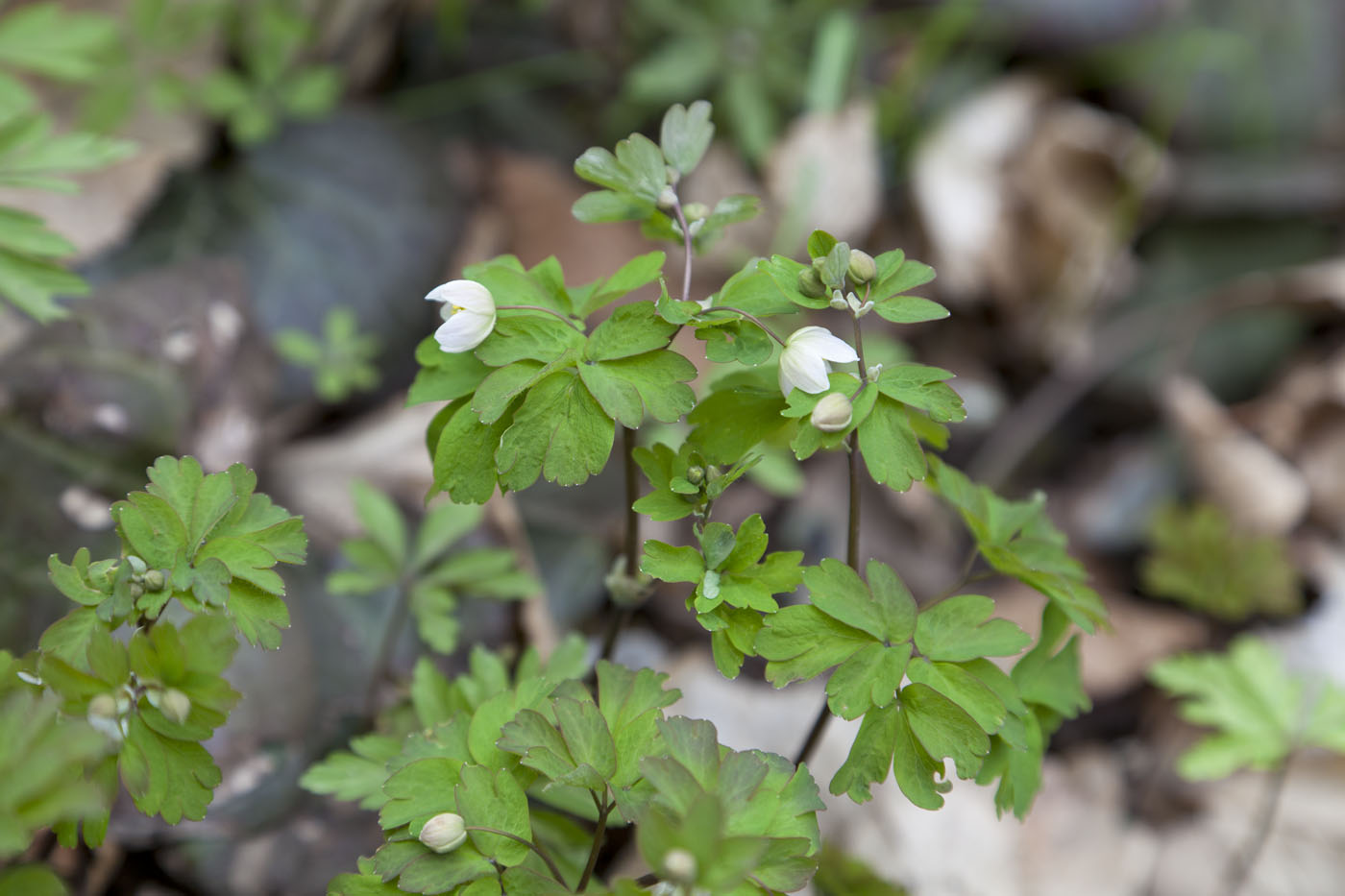 Изображение особи Isopyrum thalictroides.