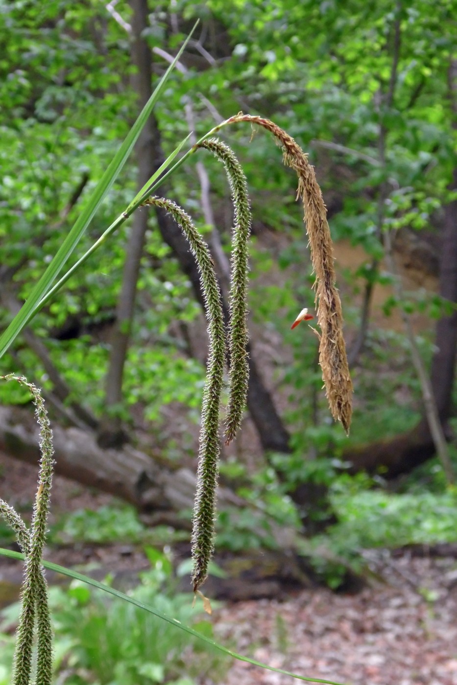 Изображение особи Carex pendula.