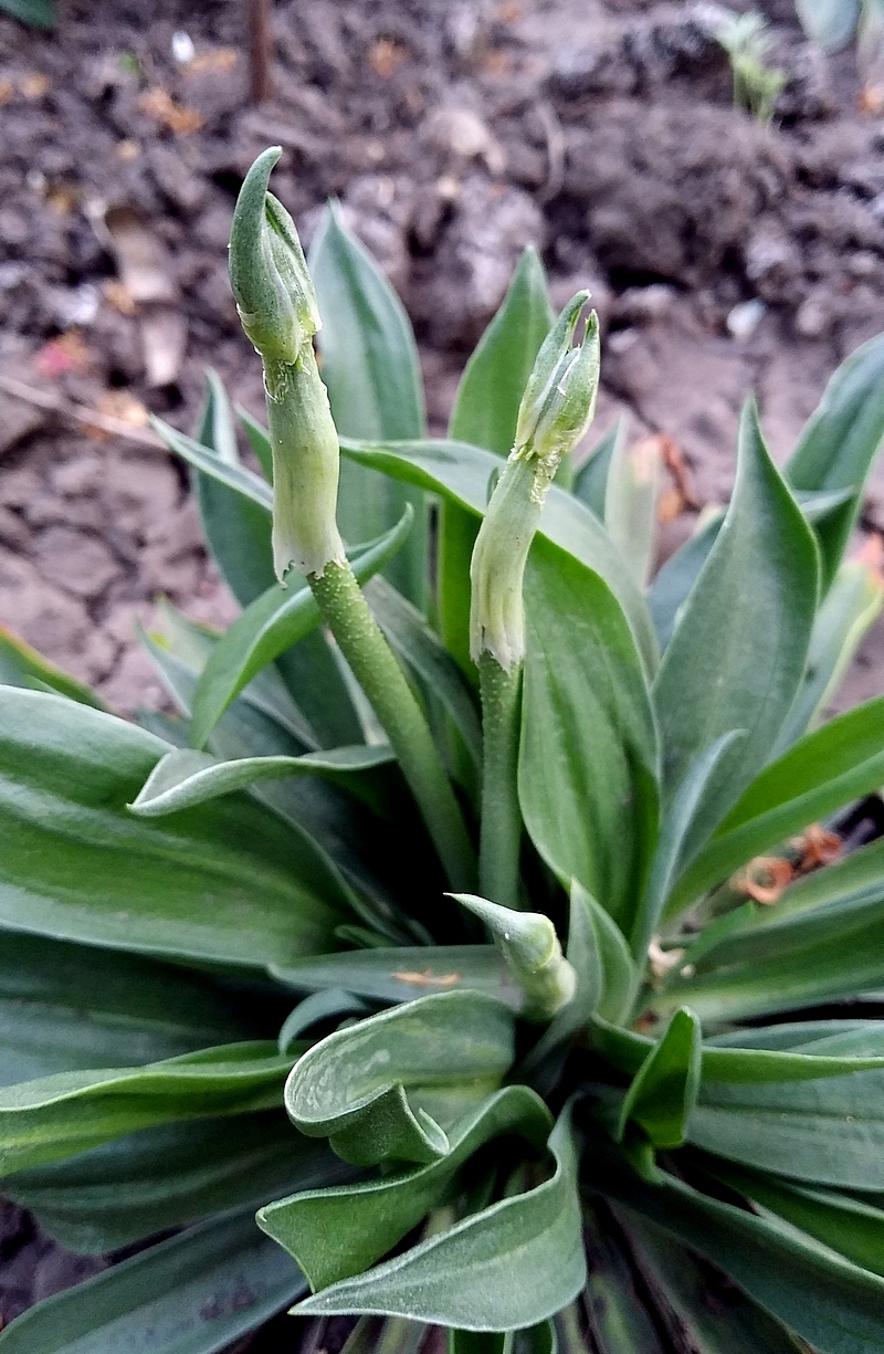 Изображение особи Armeria pseudarmeria.