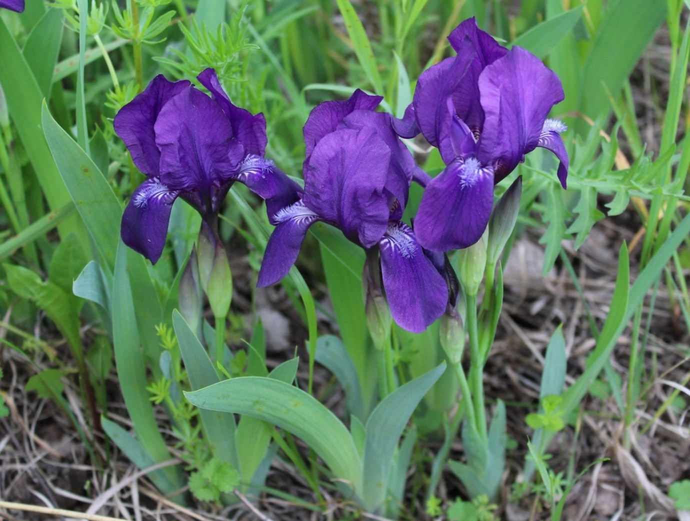 Image of Iris aphylla specimen.