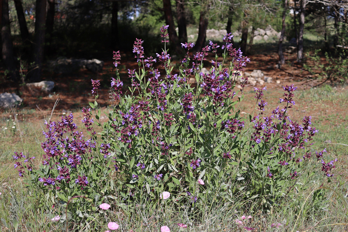 Image of Salvia officinalis specimen.