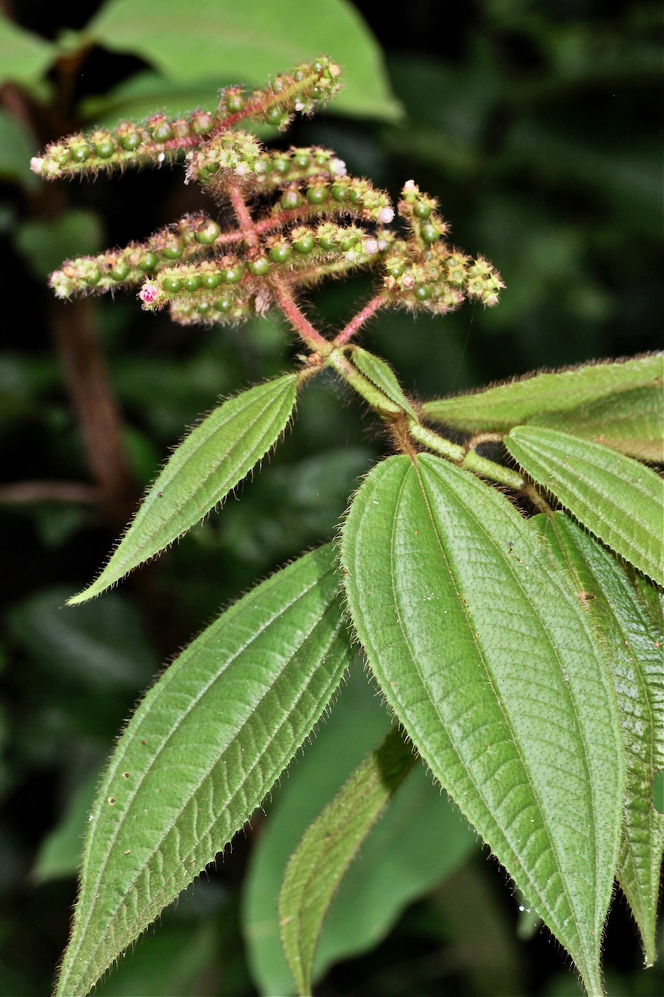 Image of Miconia lacera specimen.