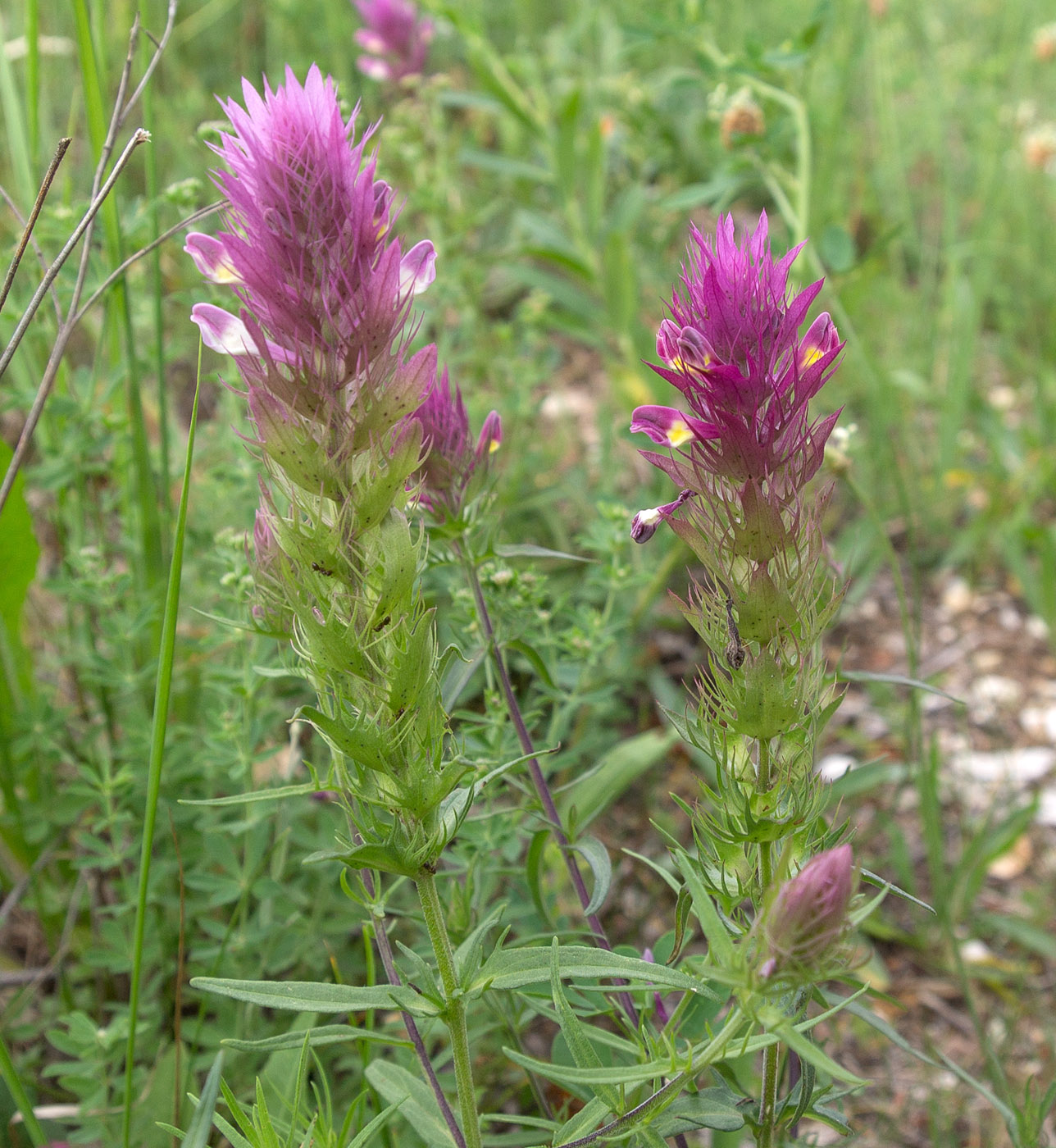 Image of Melampyrum arvense specimen.