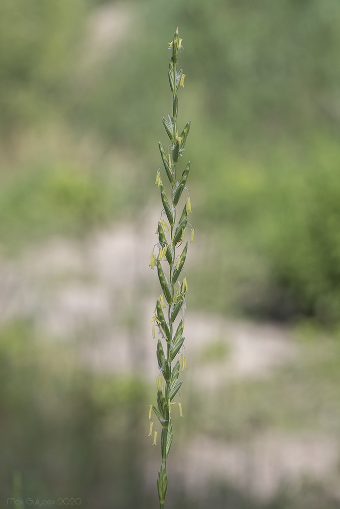 Изображение особи Elytrigia elongatiformis.