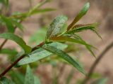 Salix pentandra