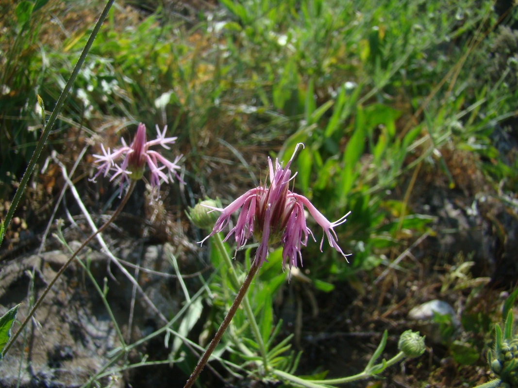 Image of Jurinea kokanica specimen.