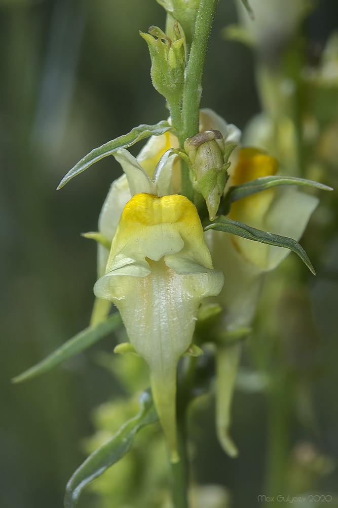 Изображение особи род Linaria.