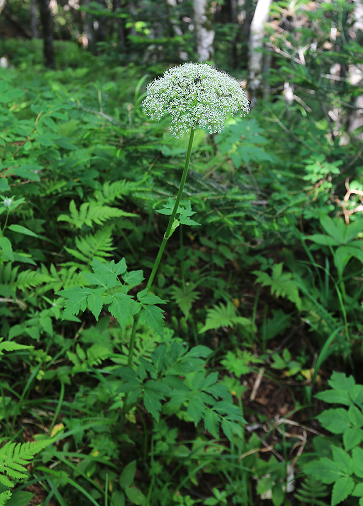 Image of Coelopleurum saxatile specimen.