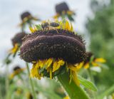 Rudbeckia hirta