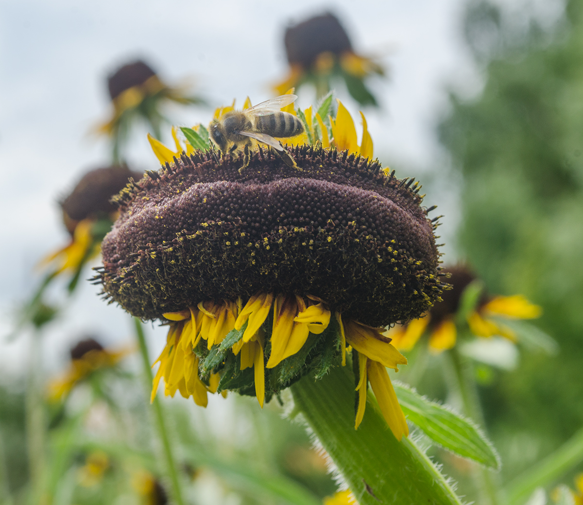 Изображение особи Rudbeckia hirta.