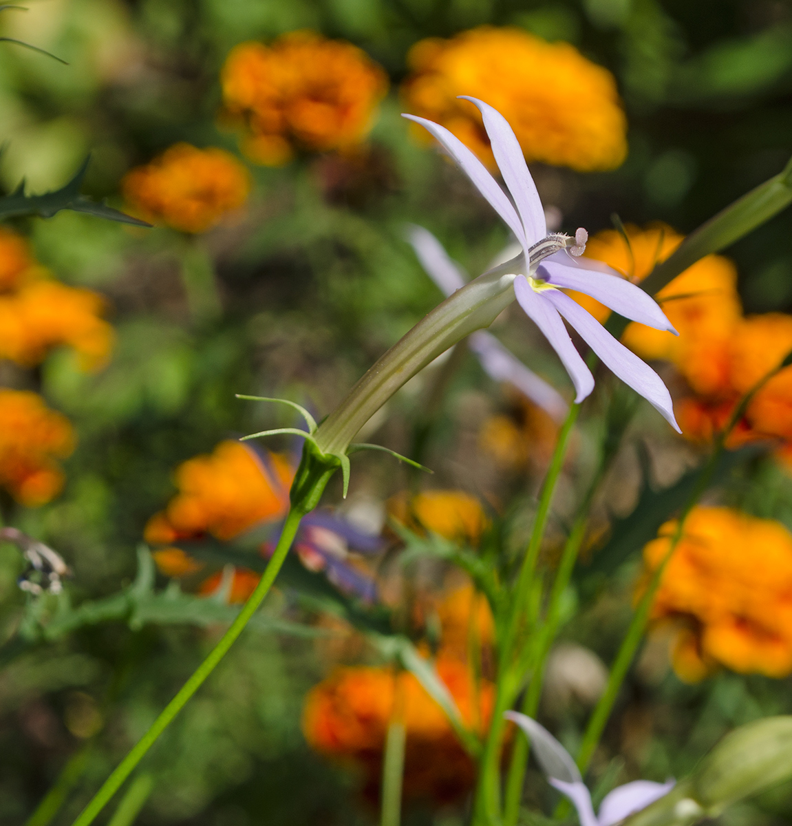 Изображение особи Isotoma axillaris.