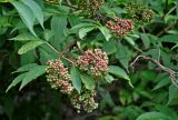 Sambucus racemosa. Верхушка ветви с созревающими соплодиями. Московская обл., гор. округ Мытищи, окр. дер. Сорокино, опушка смешанного леса. 29.06.2020.