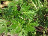 Potentilla argentea