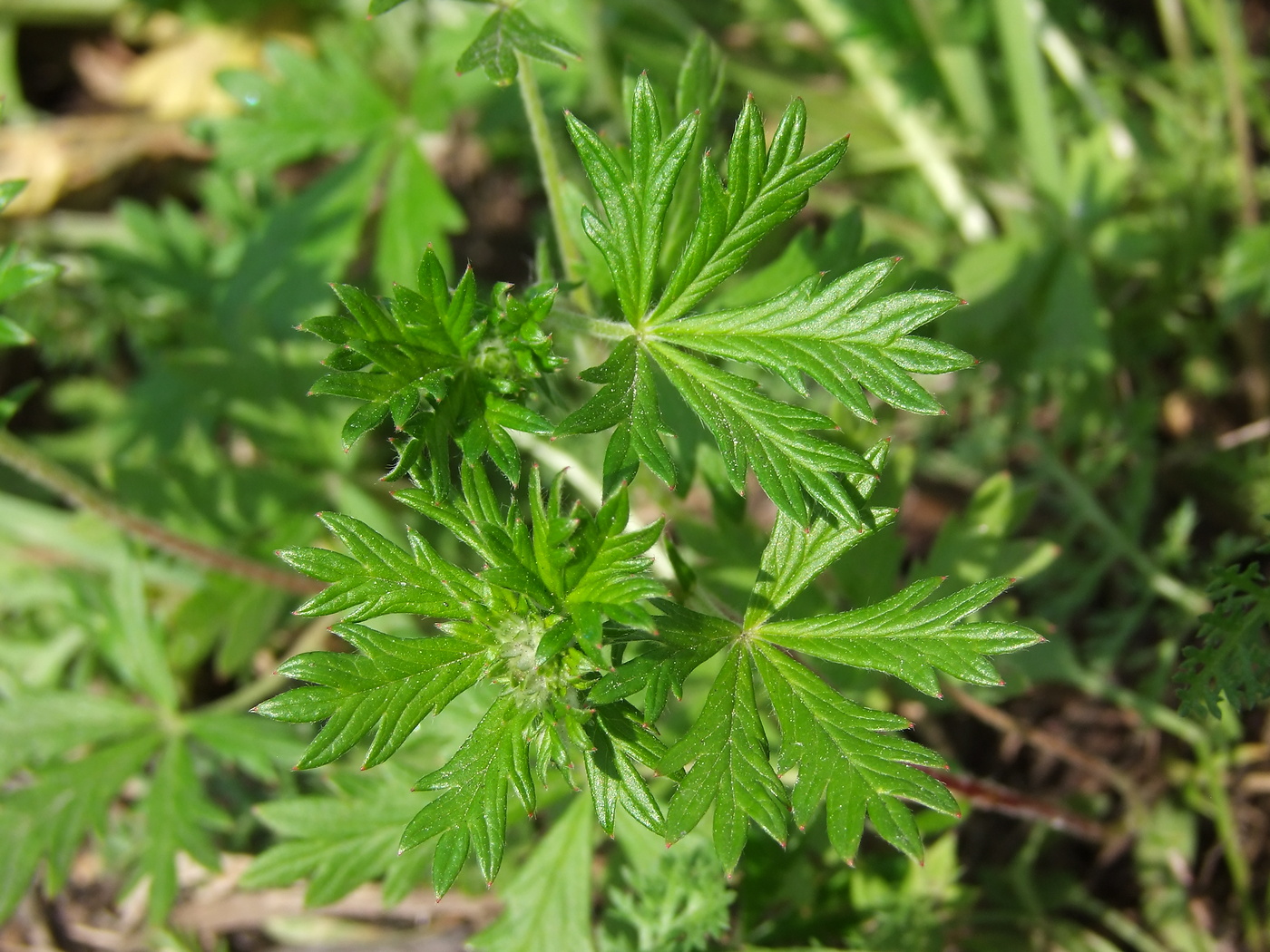 Изображение особи Potentilla argentea.