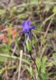 Gentianopsis barbata. Цветок. Республика Алтай, Усть-Коксинский р-н, средняя часть долины р. Куйгук, большой луг среди лиственичного леса. 29 июля 2020 г.