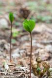 Paris quadrifolia