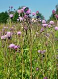 Cirsium arvense. Верхушка побега с соцветиями и кормящейся бронзовкой. Московская обл., окр. г. Железнодорожный, долина р. Чёрная, залежь. 07.07.2020.