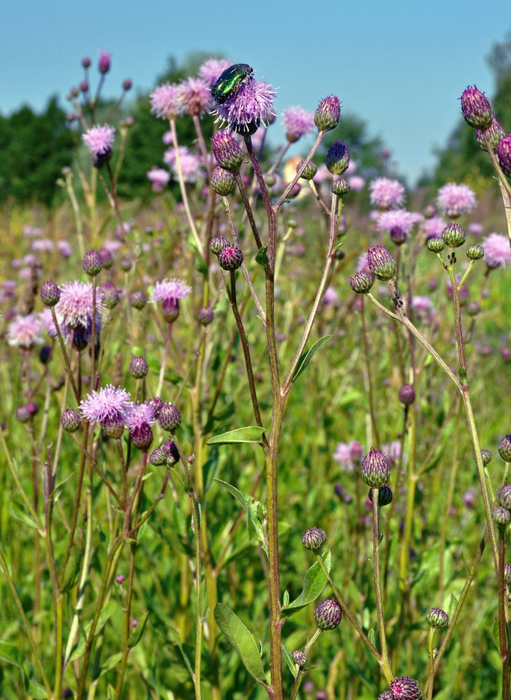 Image of Cirsium arvense specimen.