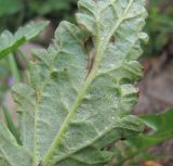 Scrophularia olympica