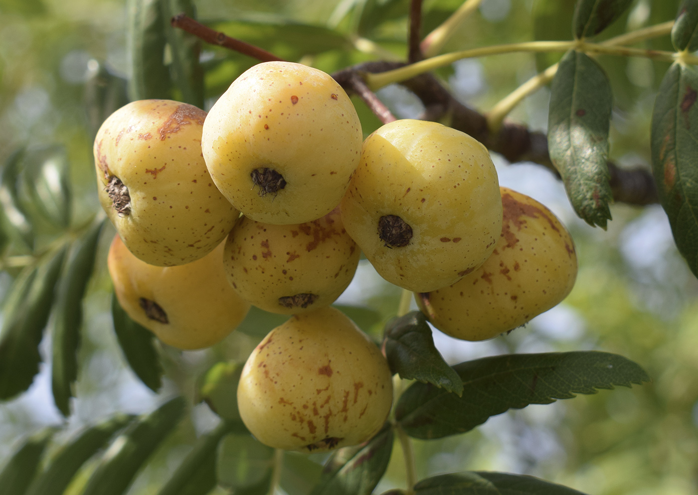 Image of Sorbus domestica specimen.