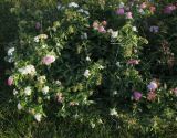 Spiraea japonica. Цветущее растение с соцветиями неоднородной окраски. Московская обл., г. Истра, Новоиерусалимский монастырь, в озеленении территории. 22.09.2020.