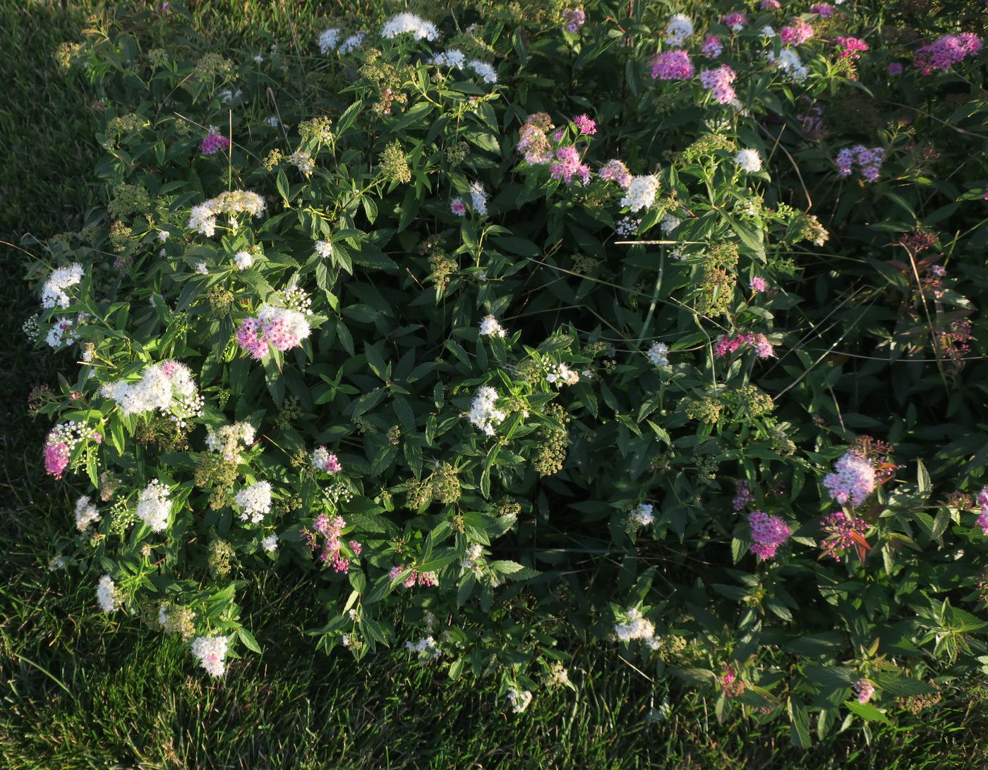 Изображение особи Spiraea japonica.