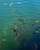 Potamogeton natans
