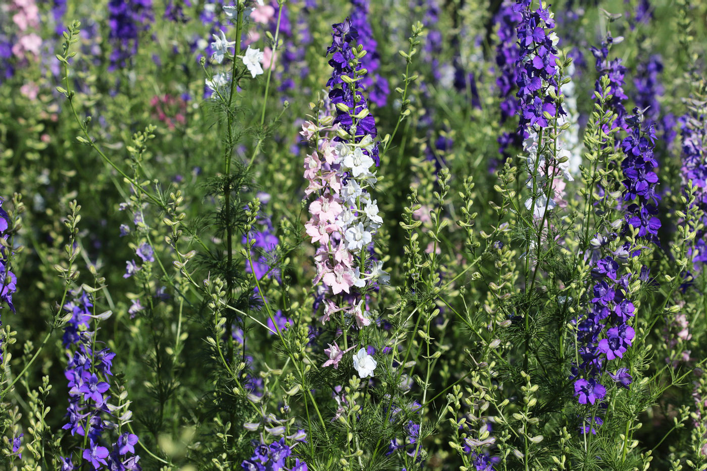 Image of Delphinium ajacis specimen.