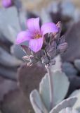 Kalanchoe pumila