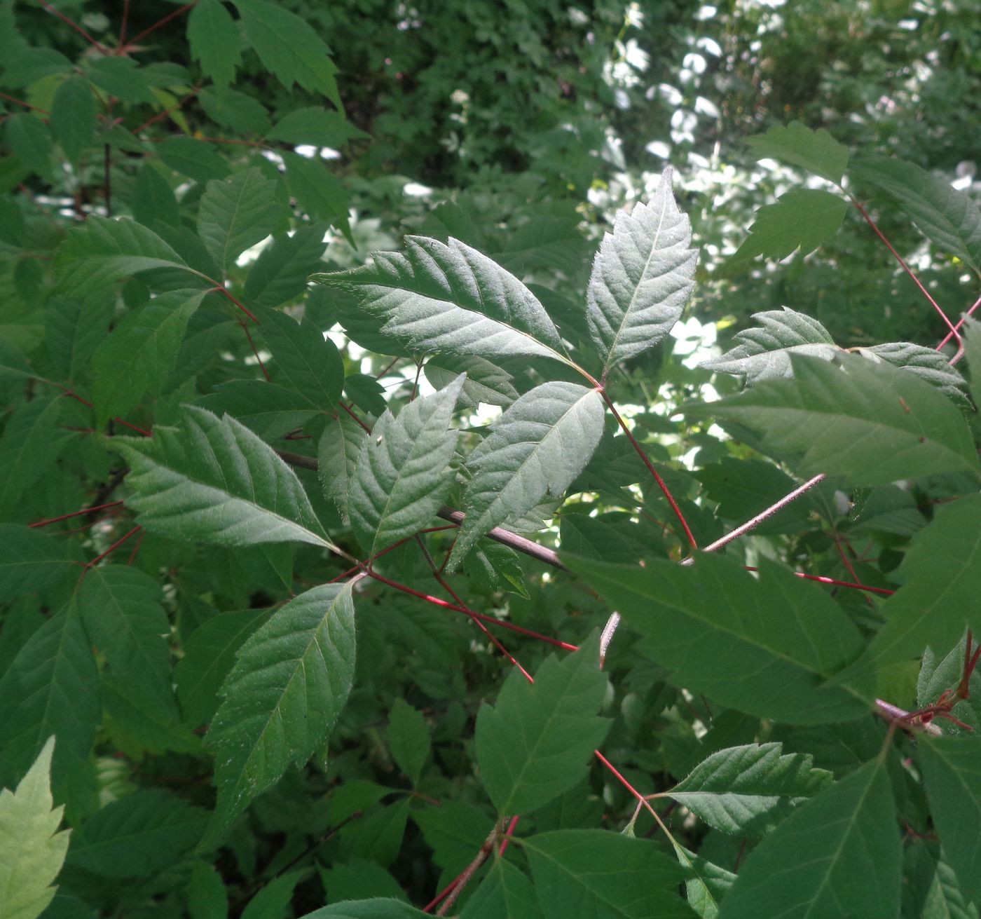 Image of Acer griseum specimen.