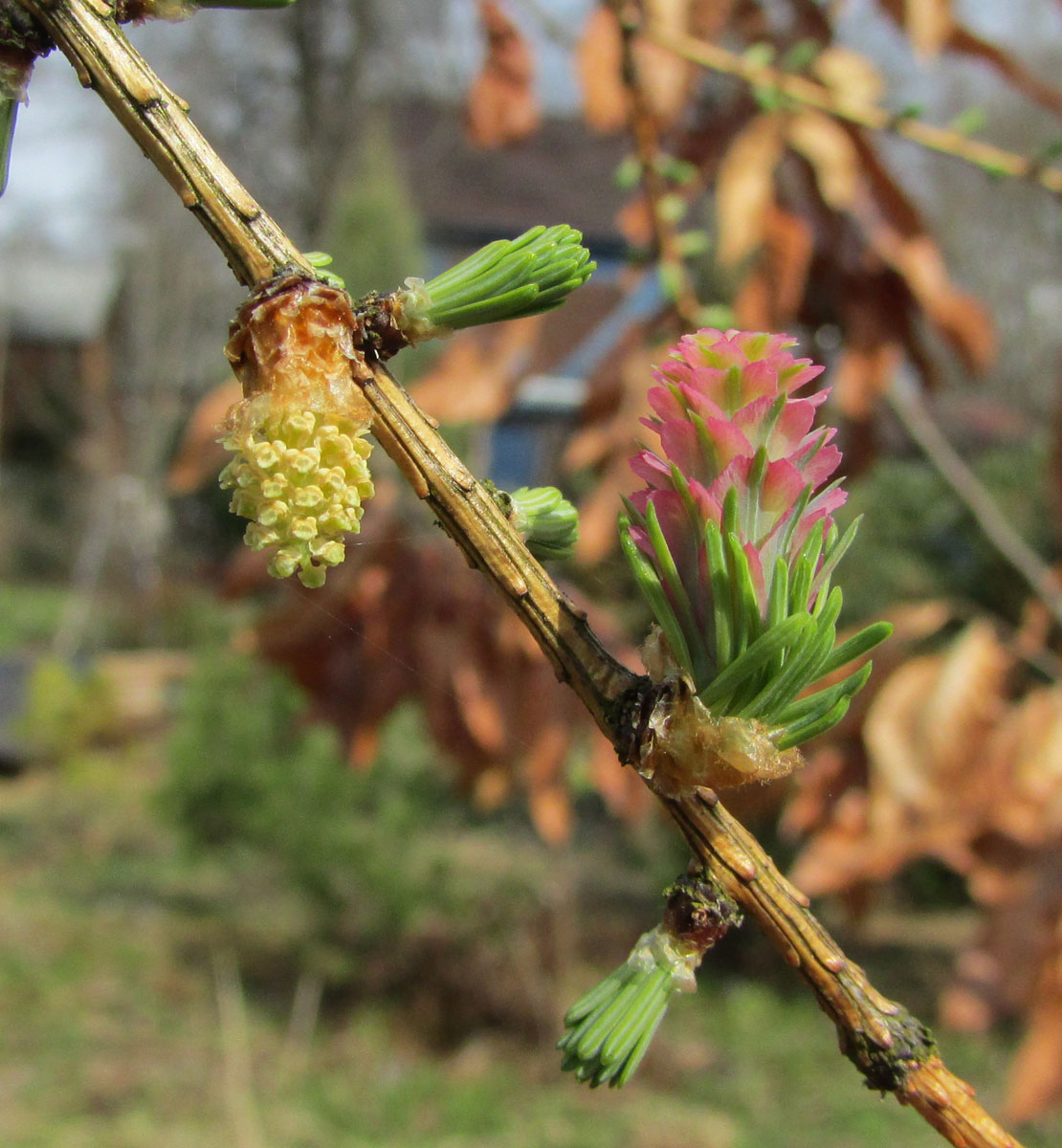 Изображение особи Larix principis-rupprechtii.