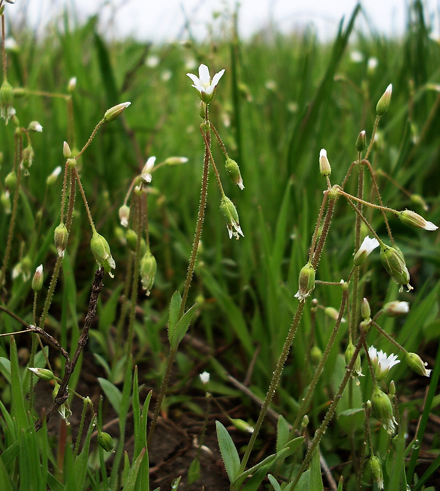 Image of Holosteum umbellatum specimen.