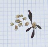 Изображение особи. Автор - Татьяна Мальчинская