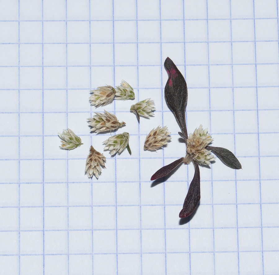 Изображение особи Alternanthera ficoidea.
