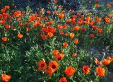Papaver pavoninum