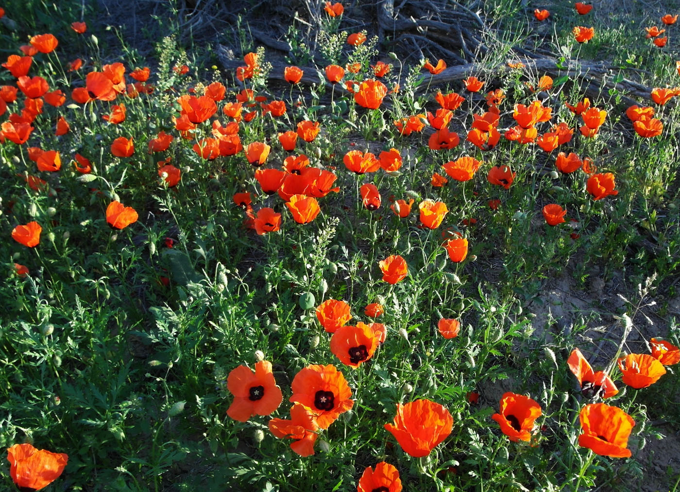 Изображение особи Papaver pavoninum.