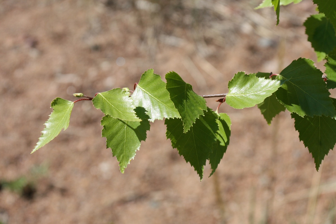 Image of Betula pendula specimen.