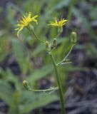 Crepis praemorsa