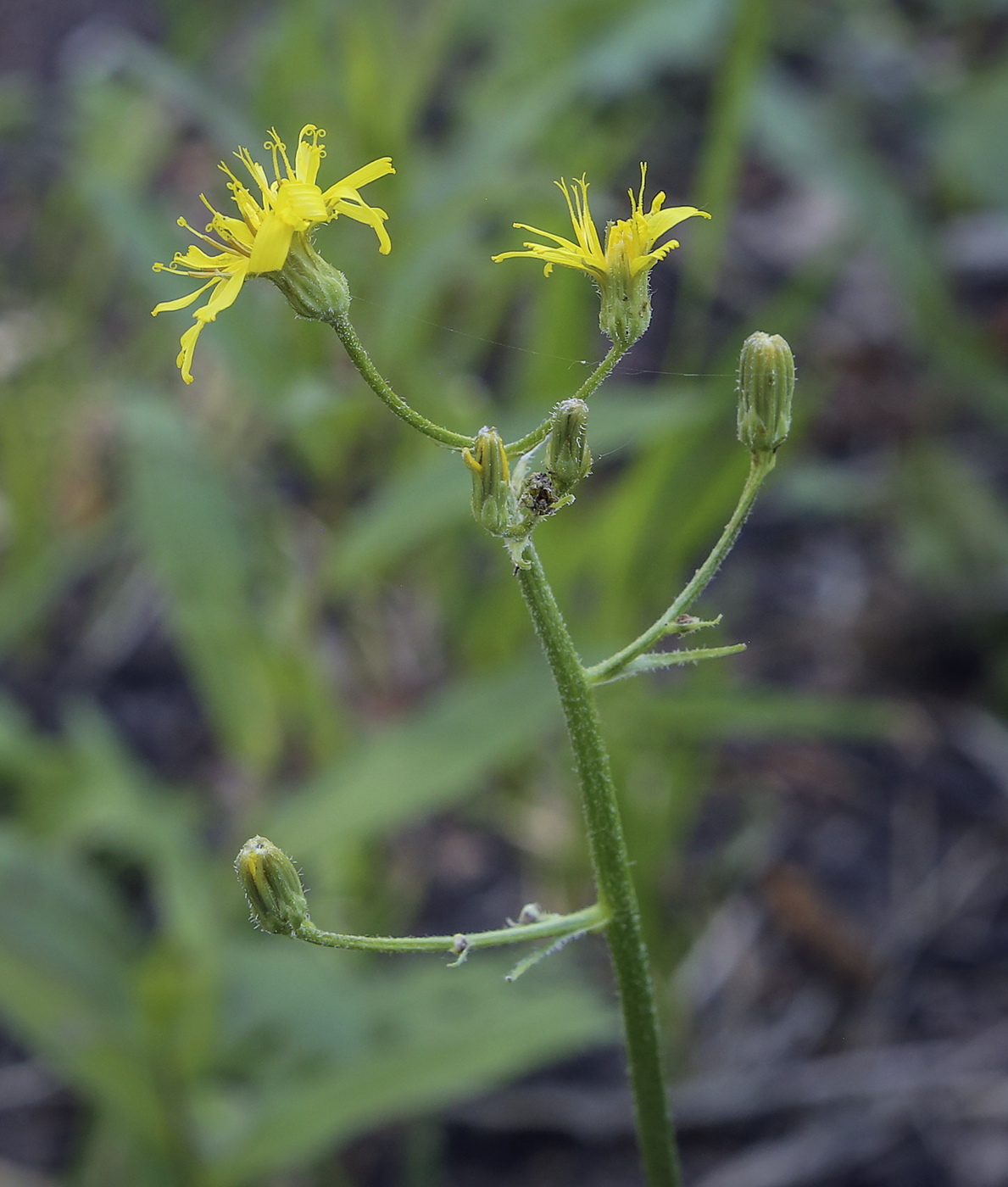 Изображение особи Crepis praemorsa.