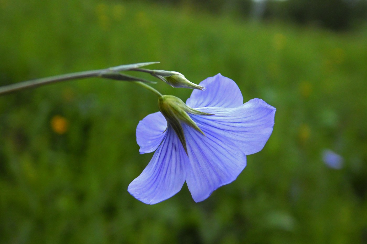 Image of Linum nervosum specimen.