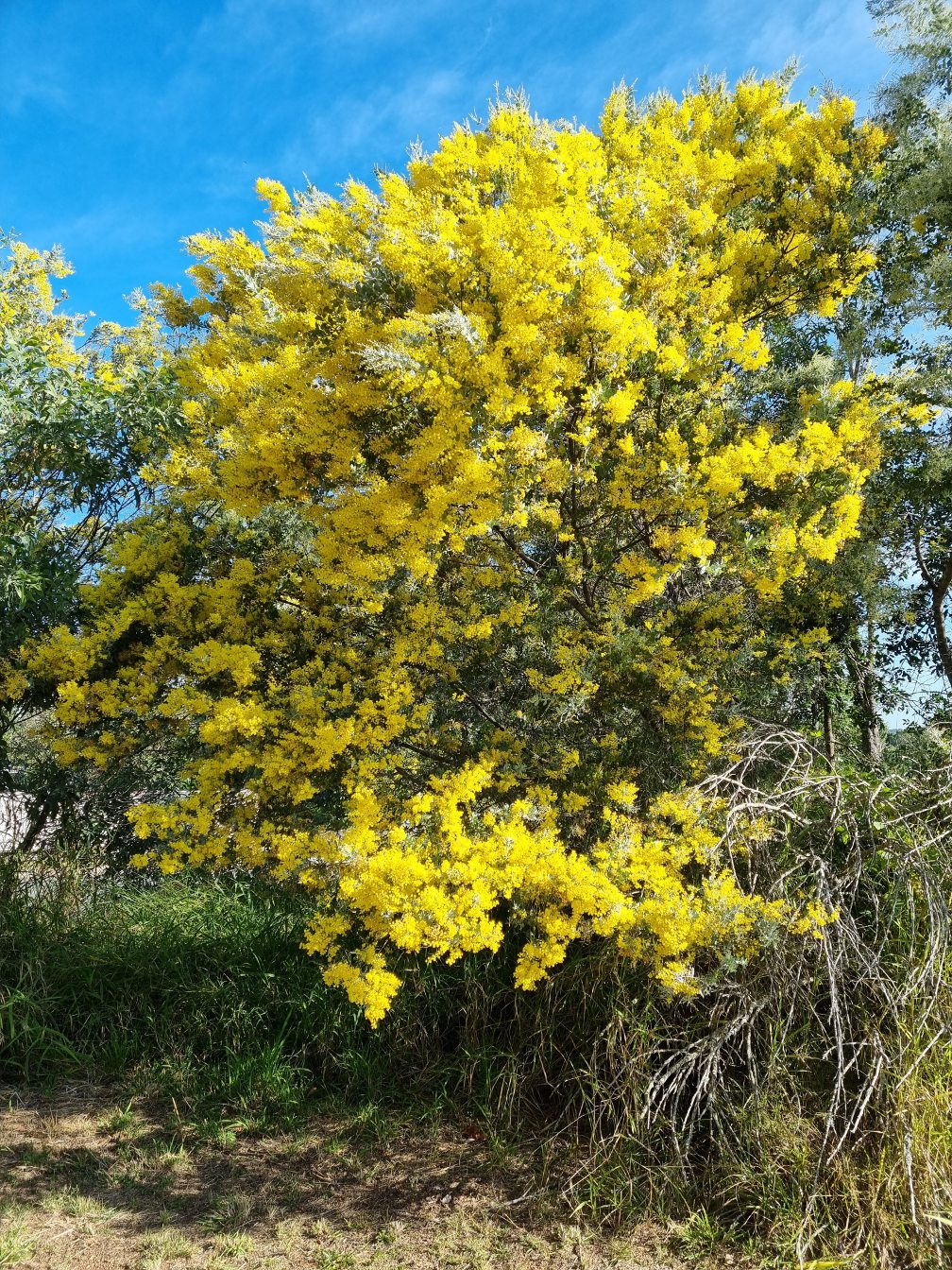 Image of Acacia podalyriifolia specimen.