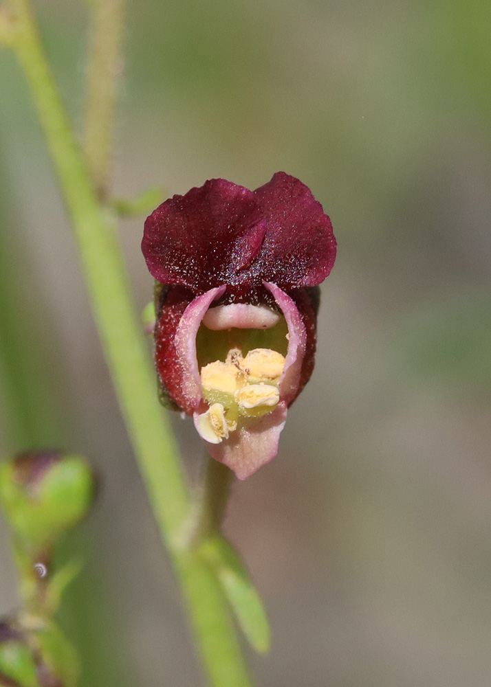 Изображение особи Scrophularia olympica.