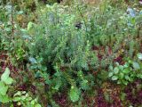 Empetrum nigrum. Побеги растения в еловом редколесье. Украина, Ивано-Франковская обл., Надворнянский р-н, Природный заповедник \"Горганы\", Горганское отделение, правый берег р. Быстрица Надворнянская. 30 августа 2010 г.