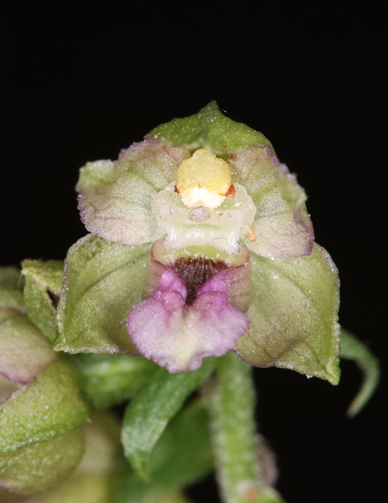 Изображение особи Epipactis helleborine.