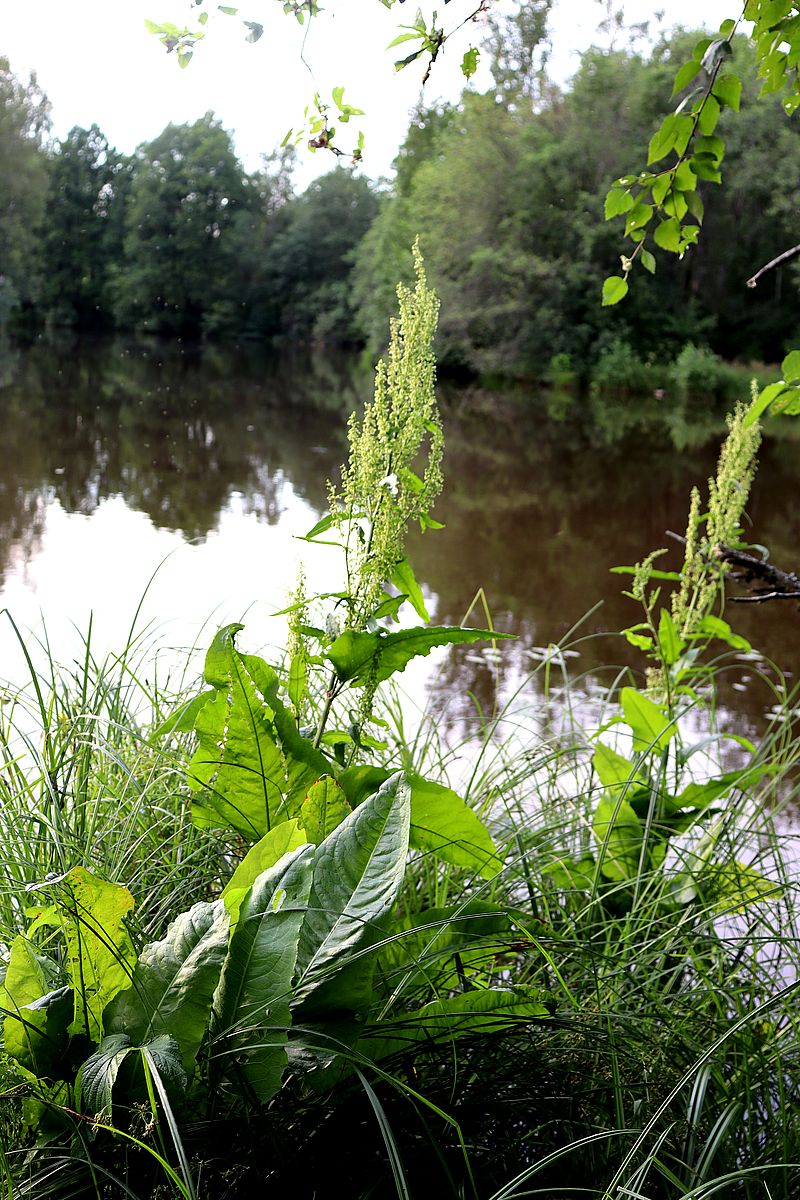 Image of Rumex hydrolapathum specimen.