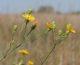 Hieracium filifolium