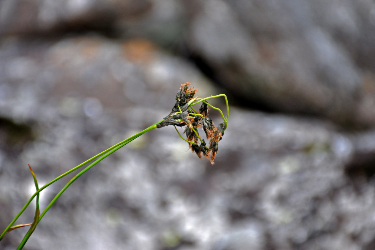 Image of genus Schoenoplectus specimen.