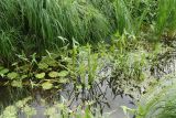 Sagittaria sagittifolia