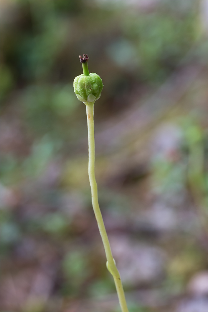 Image of Moneses uniflora specimen.